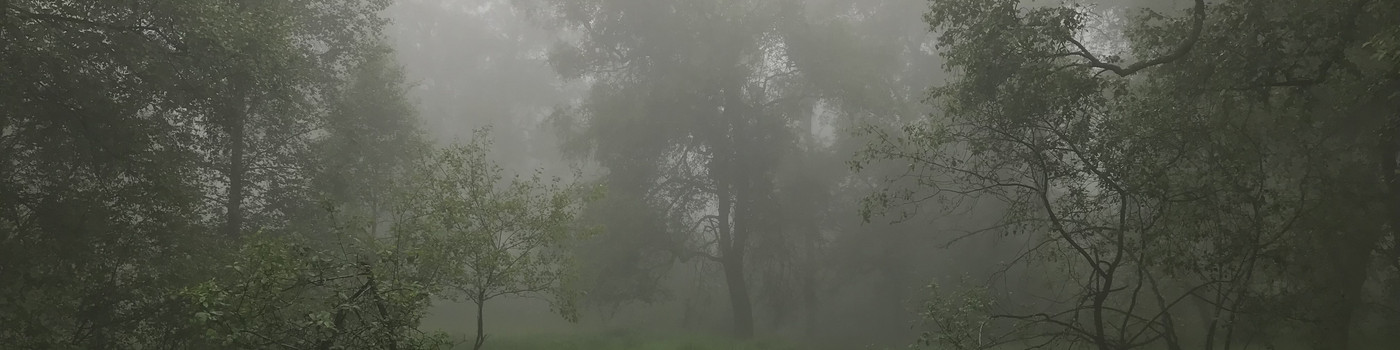 Nebelmorgen im Moor
