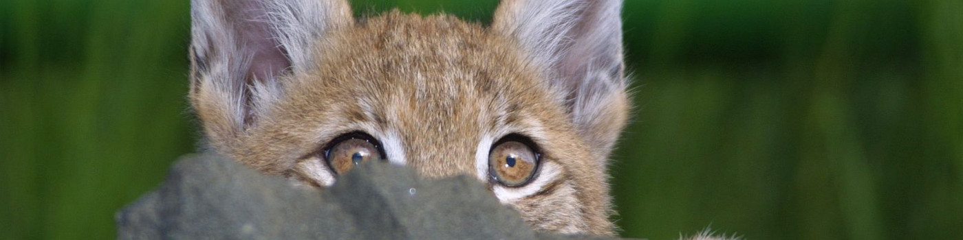 Luchs schaut hinter Stein hervor