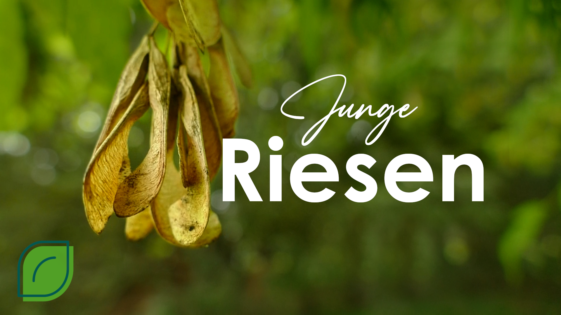 Vorschaubild: Junge Riesen