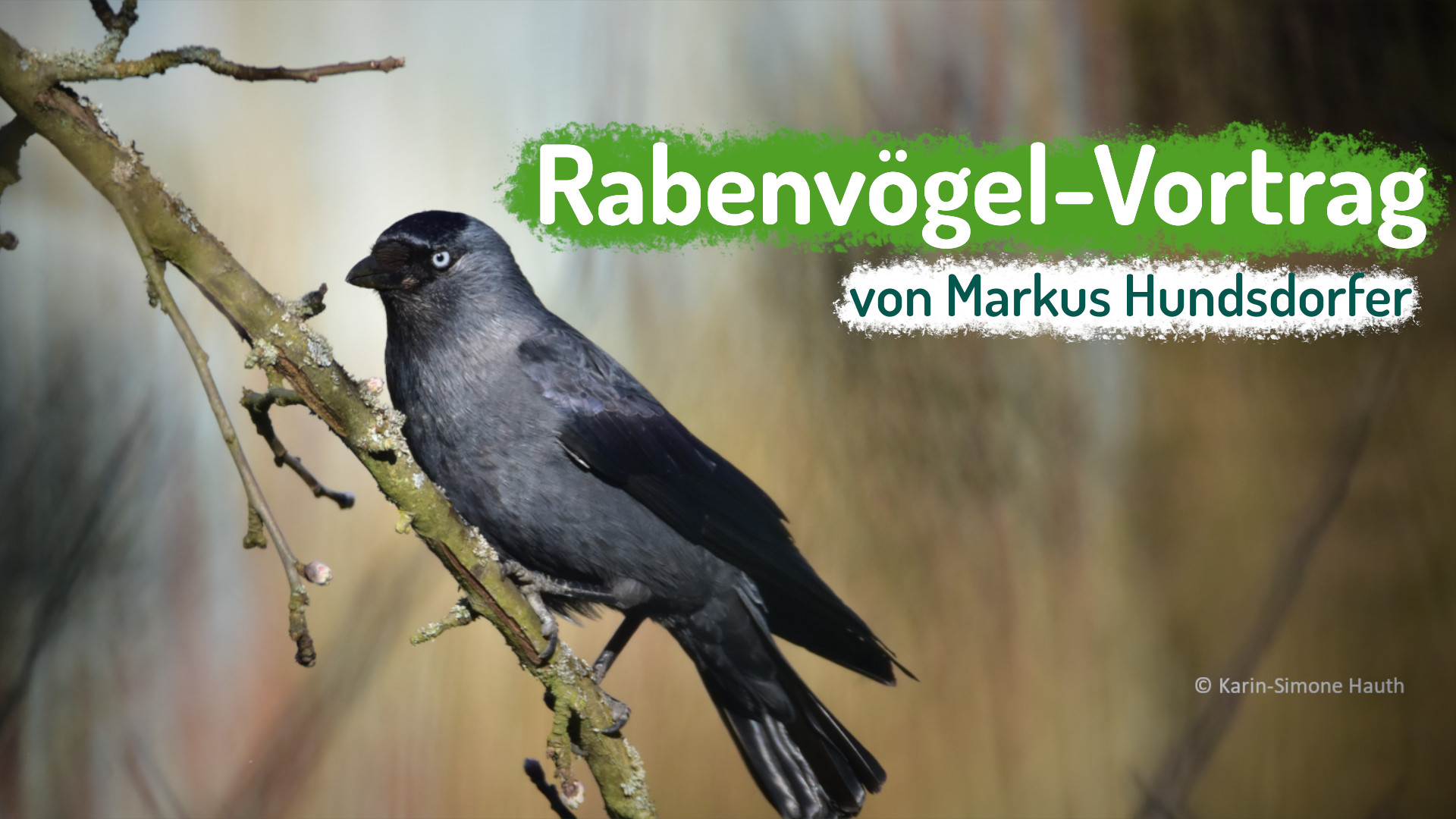Thumbnail: Rabenvögel