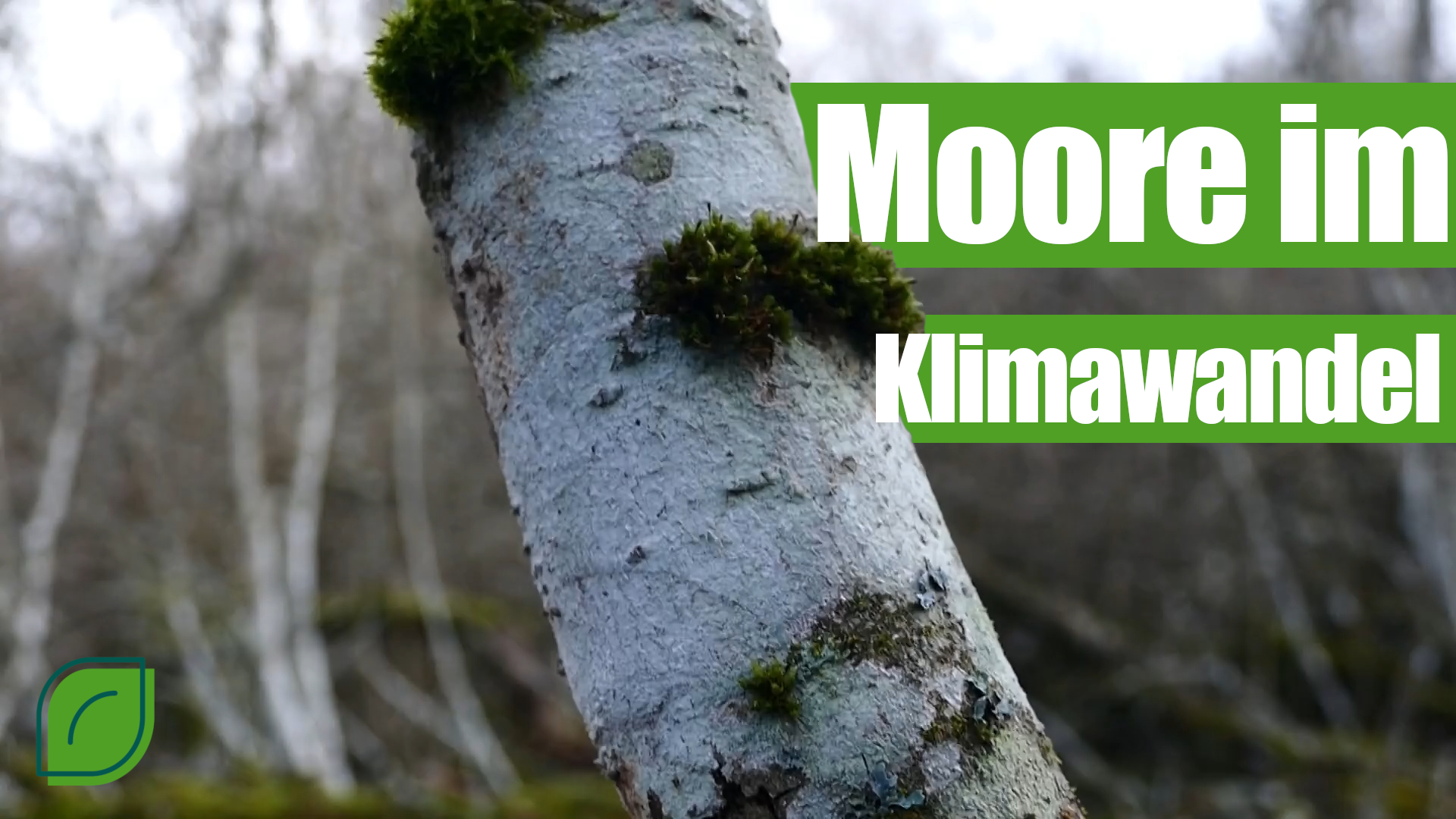 Vorschaubild: Moore